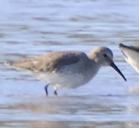 コシジロウズラシギ - ML646058059