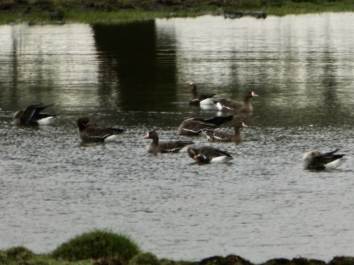 Greater White-fronted Goose - ML646058063