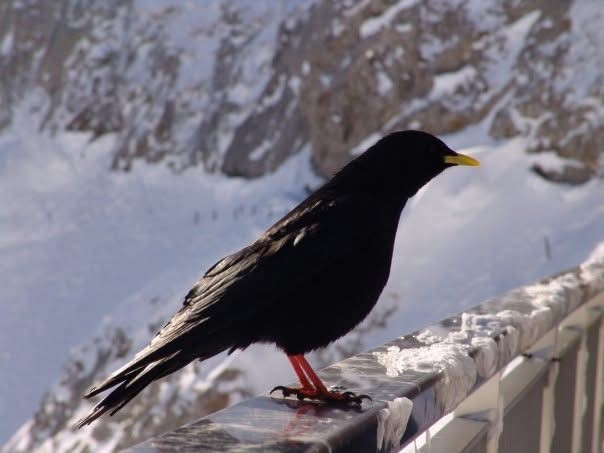 Yellow-billed Chough - ML646058064