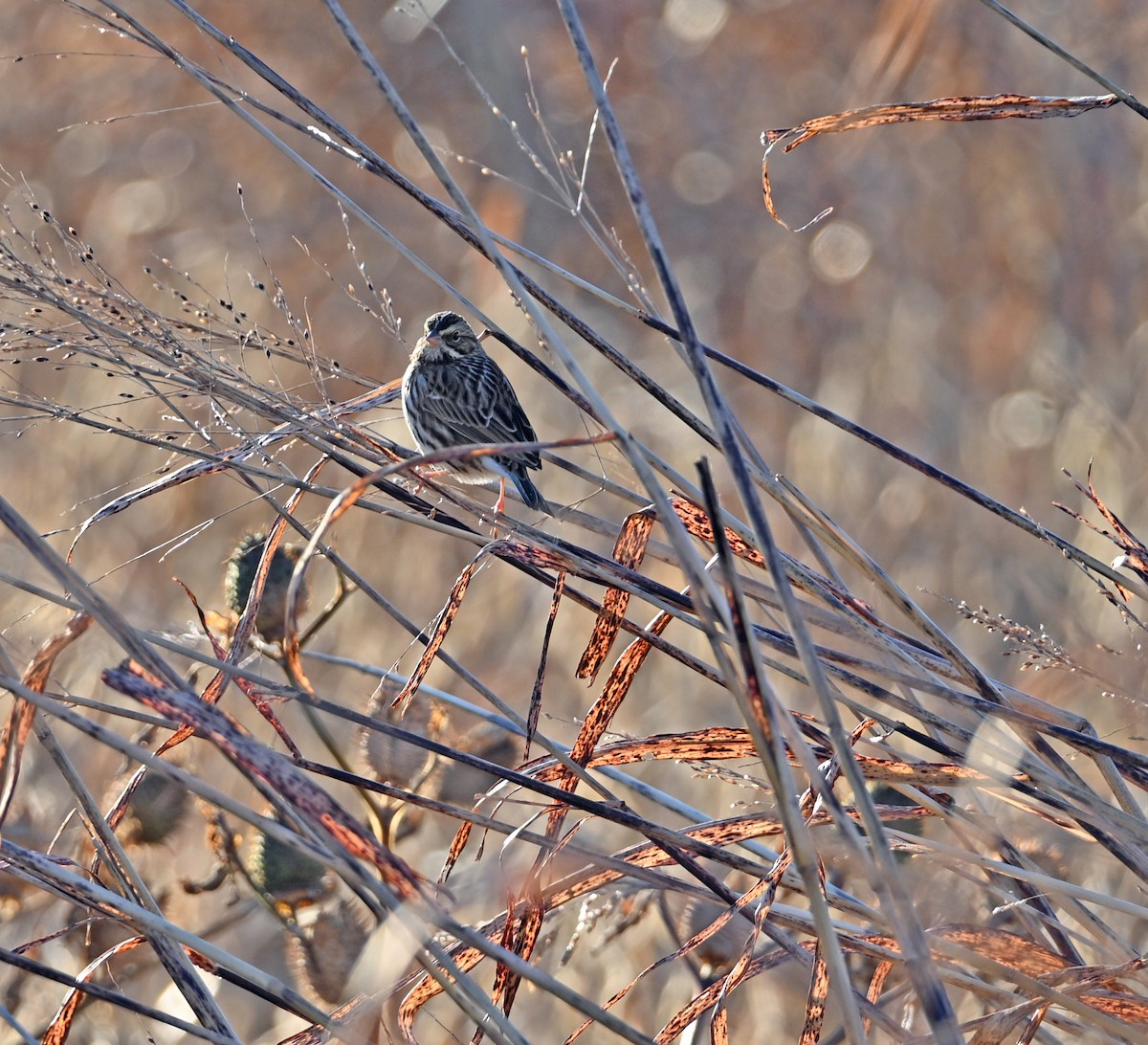 Savannah Sparrow - ML646058065