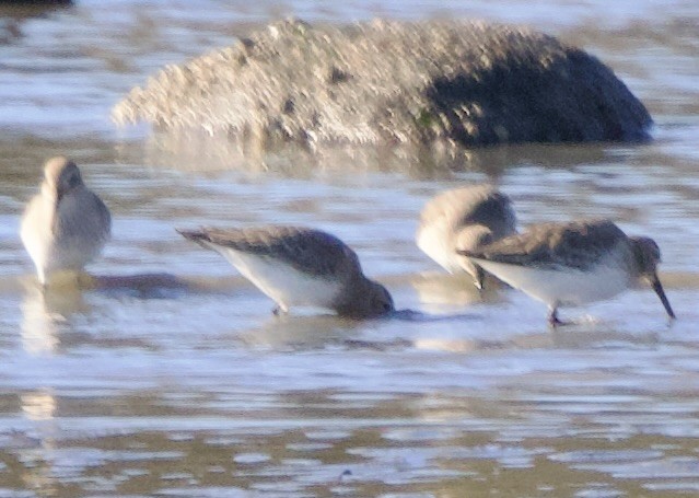 コシジロウズラシギ - ML646058068