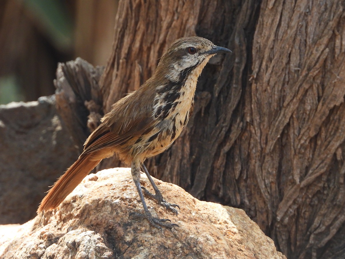 Spotted Morning-Thrush - ML646058071