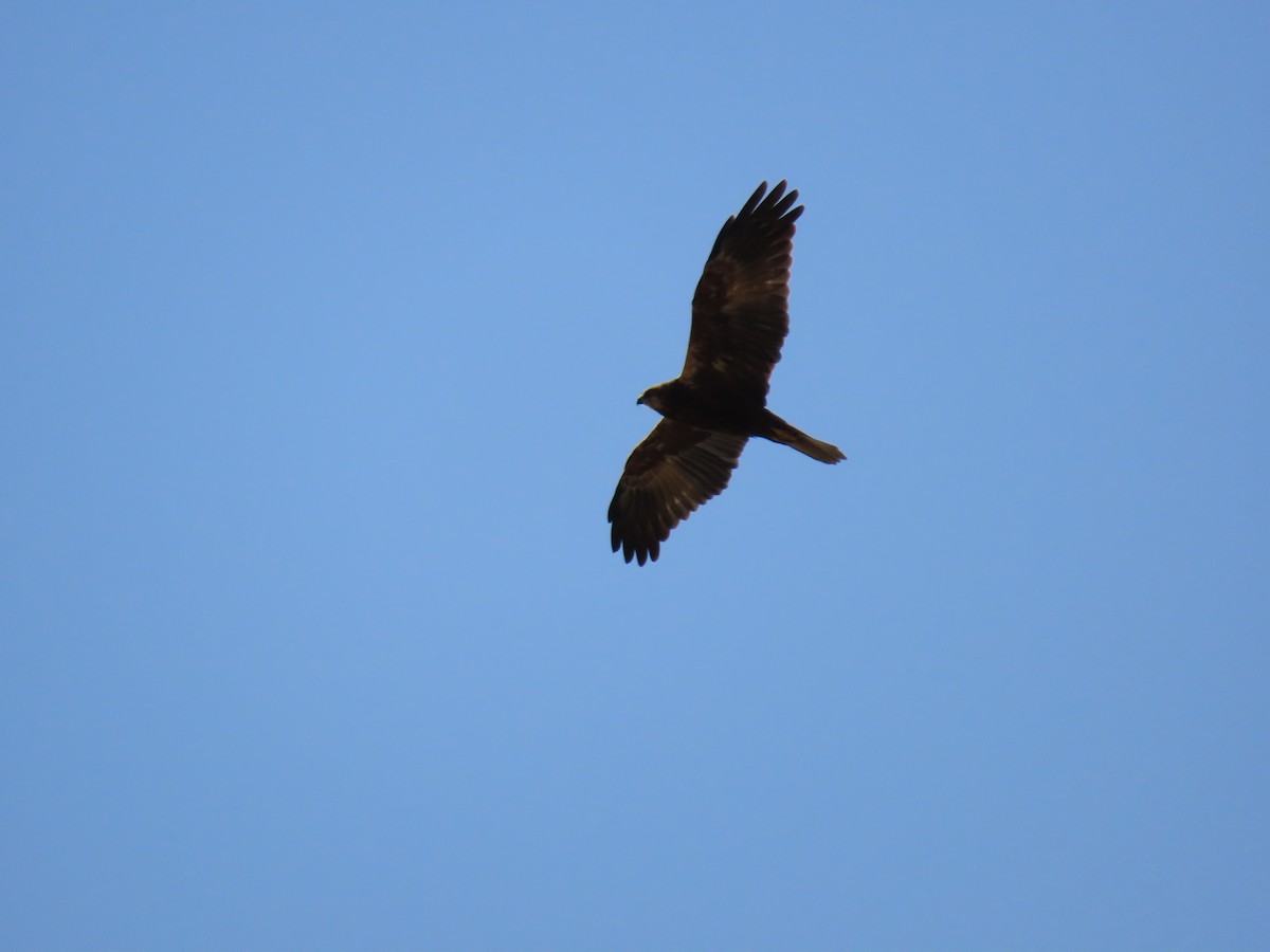 Western Marsh Harrier - ML646058072