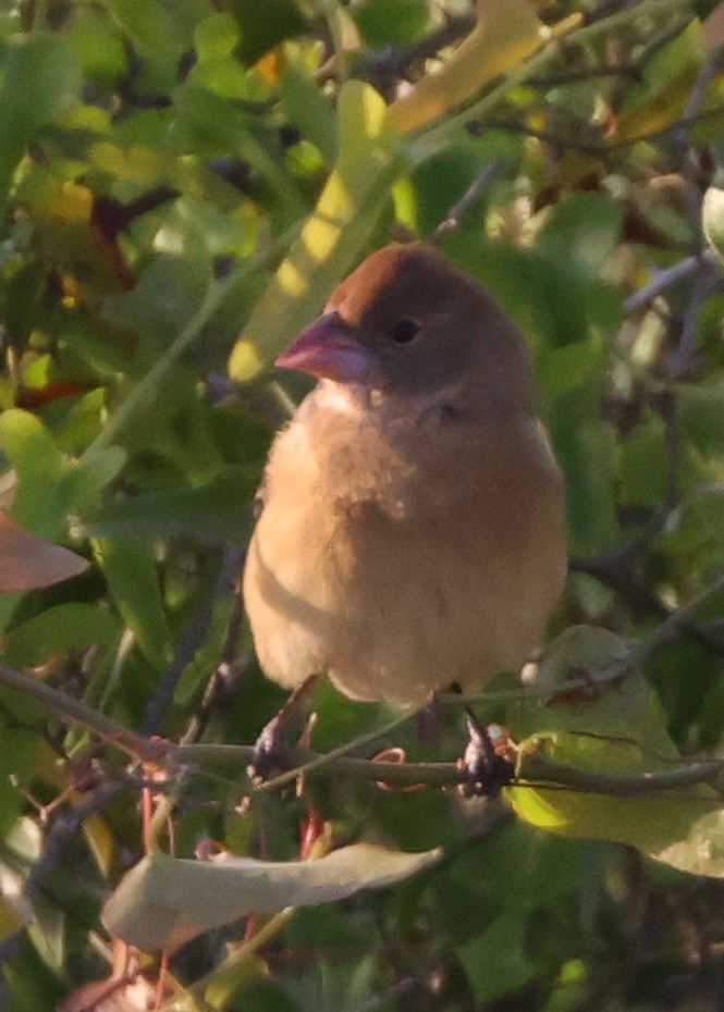 Blue Grosbeak - ML646058073