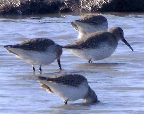 コシジロウズラシギ - ML646058074