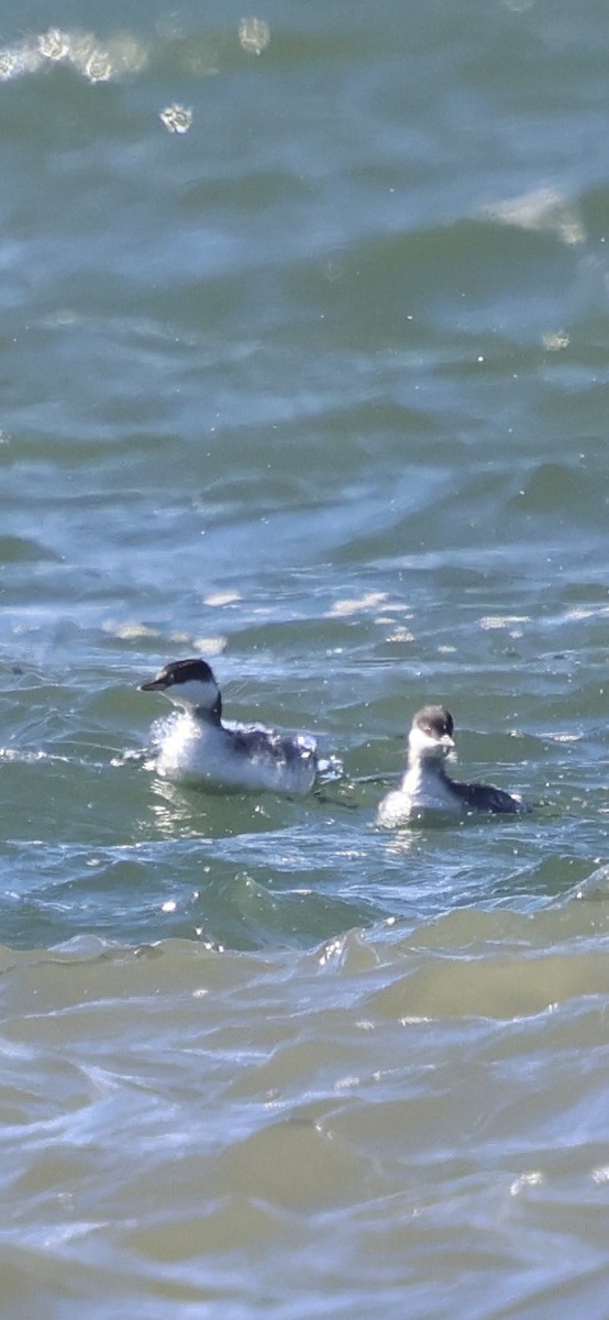 Красношейная поганка - ML646058091