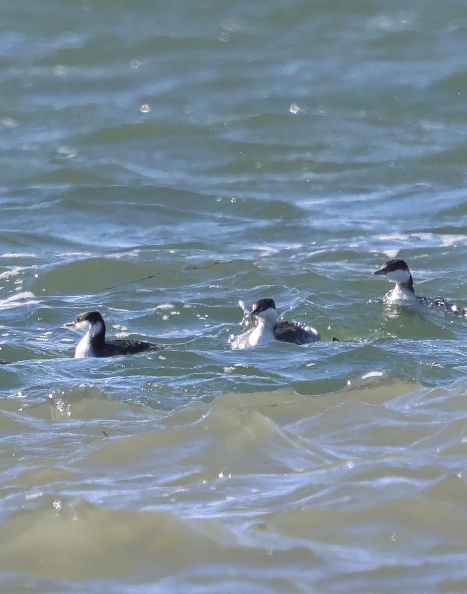 Красношейная поганка - ML646058092