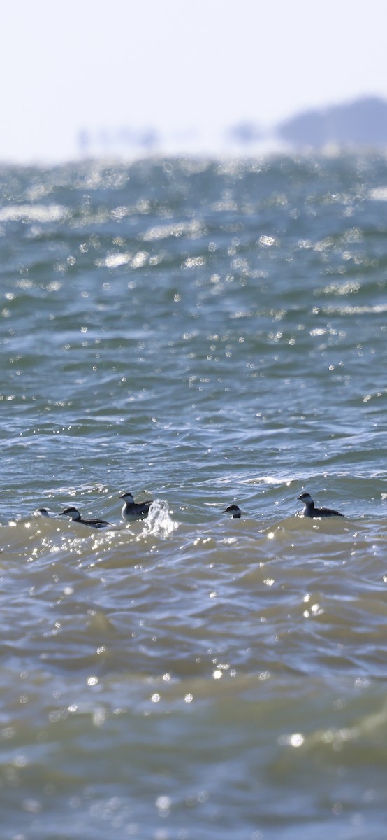 Красношейная поганка - ML646058093