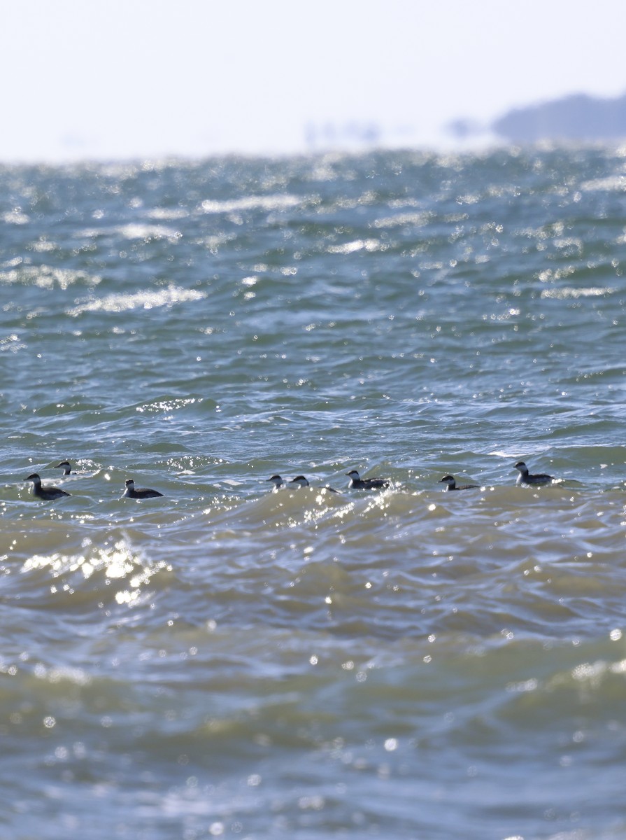 Красношейная поганка - ML646058095