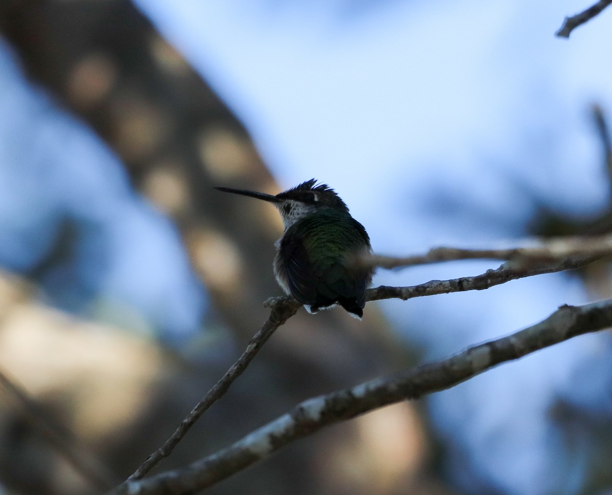 Colibrí Gorjirrubí - ML646058104