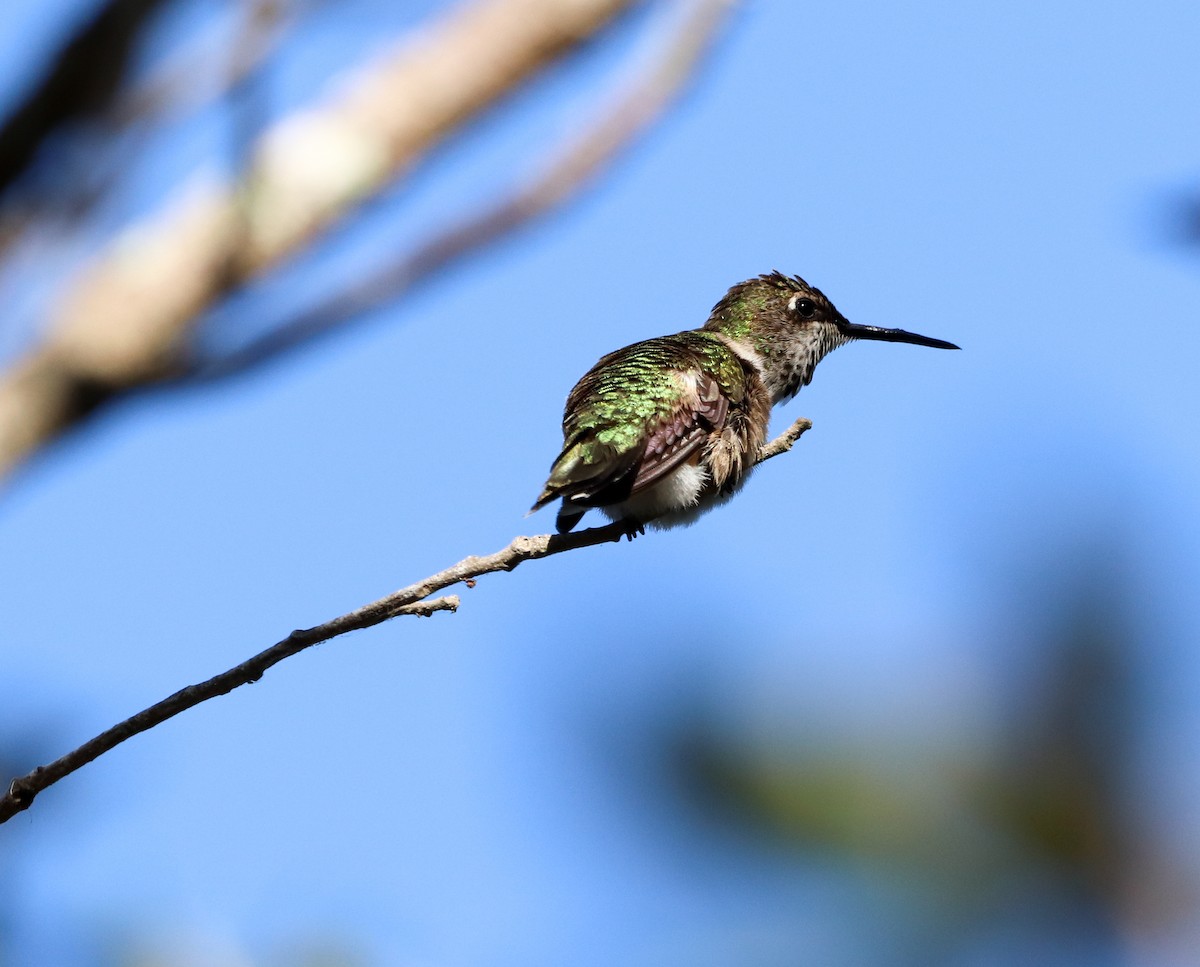 Colibrí Gorjirrubí - ML646058105