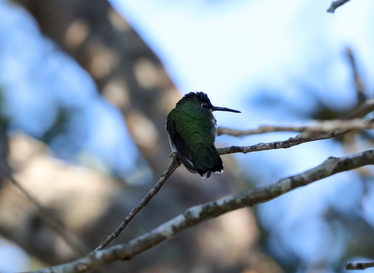 Colibrí Gorjirrubí - ML646058106