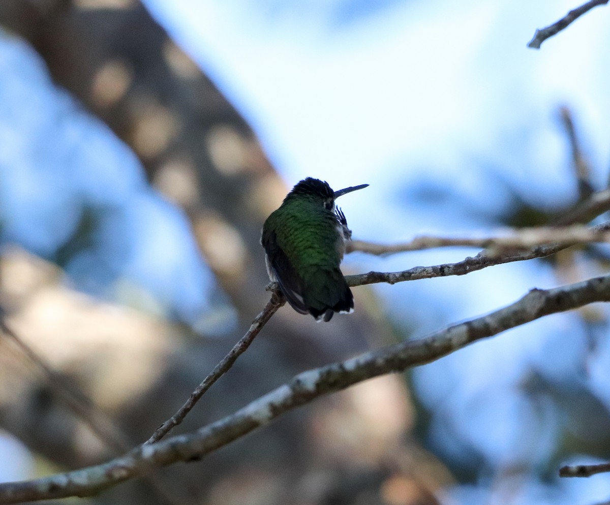 Colibrí Gorjirrubí - ML646058107