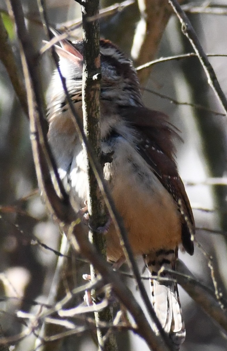 Carolina Wren (Northern) - ML646058108
