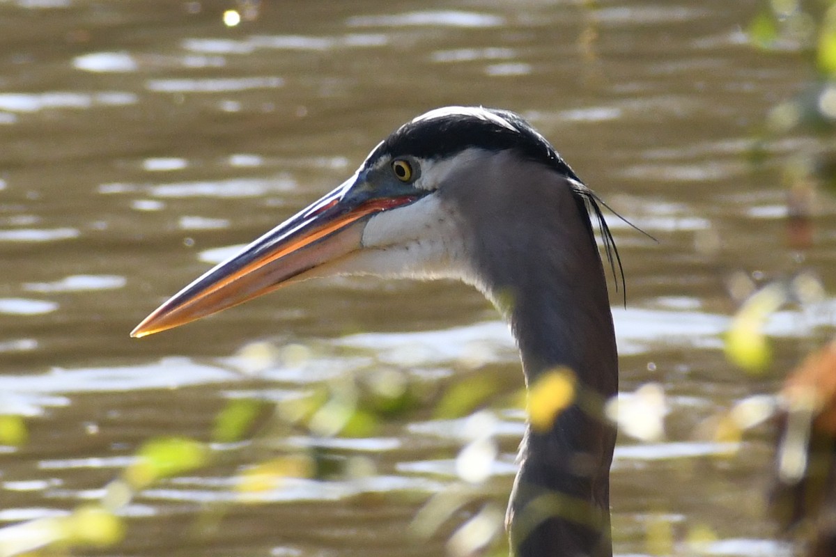 Great Blue Heron (Great Blue) - ML646058113