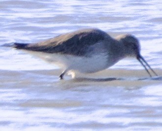 コシジロウズラシギ - ML646058115