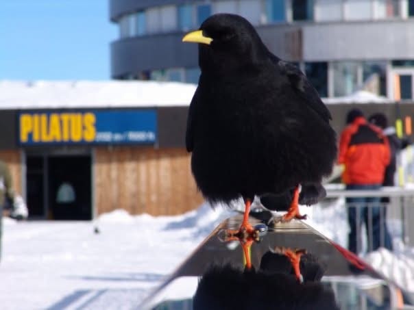 Yellow-billed Chough - ML646058118