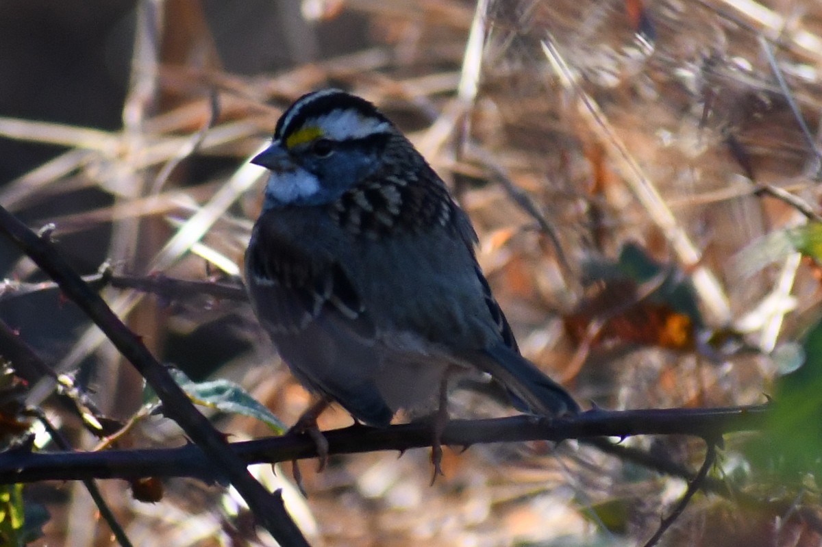 White-throated Sparrow - ML646058119