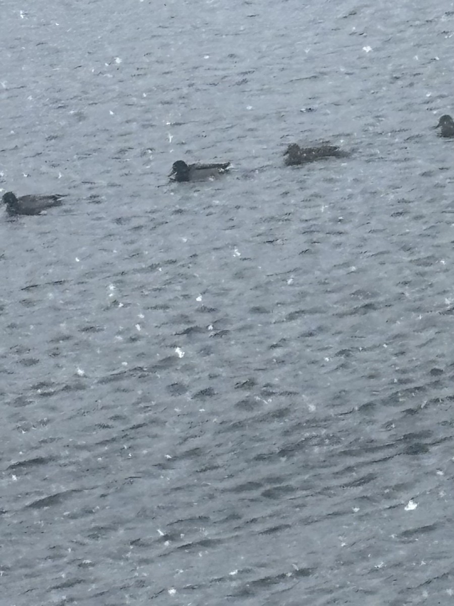 Mallard - ML646058122