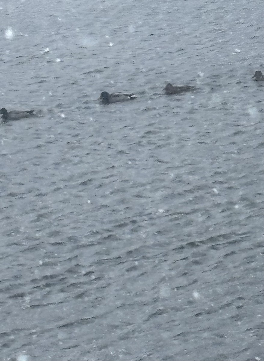 Mallard - ML646058123