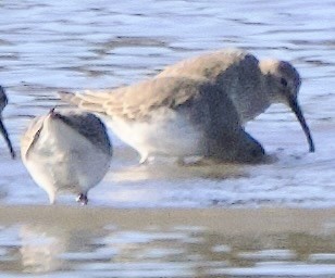 コシジロウズラシギ - ML646058125