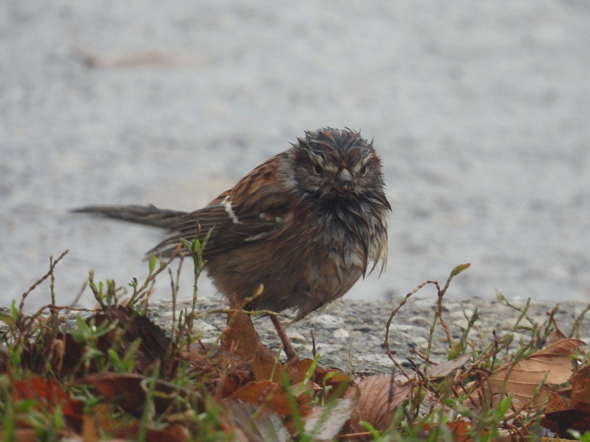 American Tree Sparrow - ML646058126