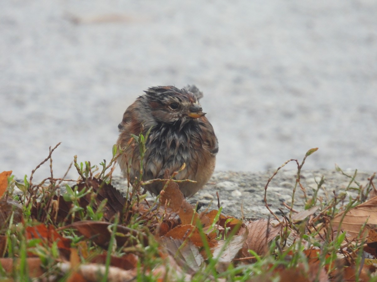 American Tree Sparrow - ML646058127