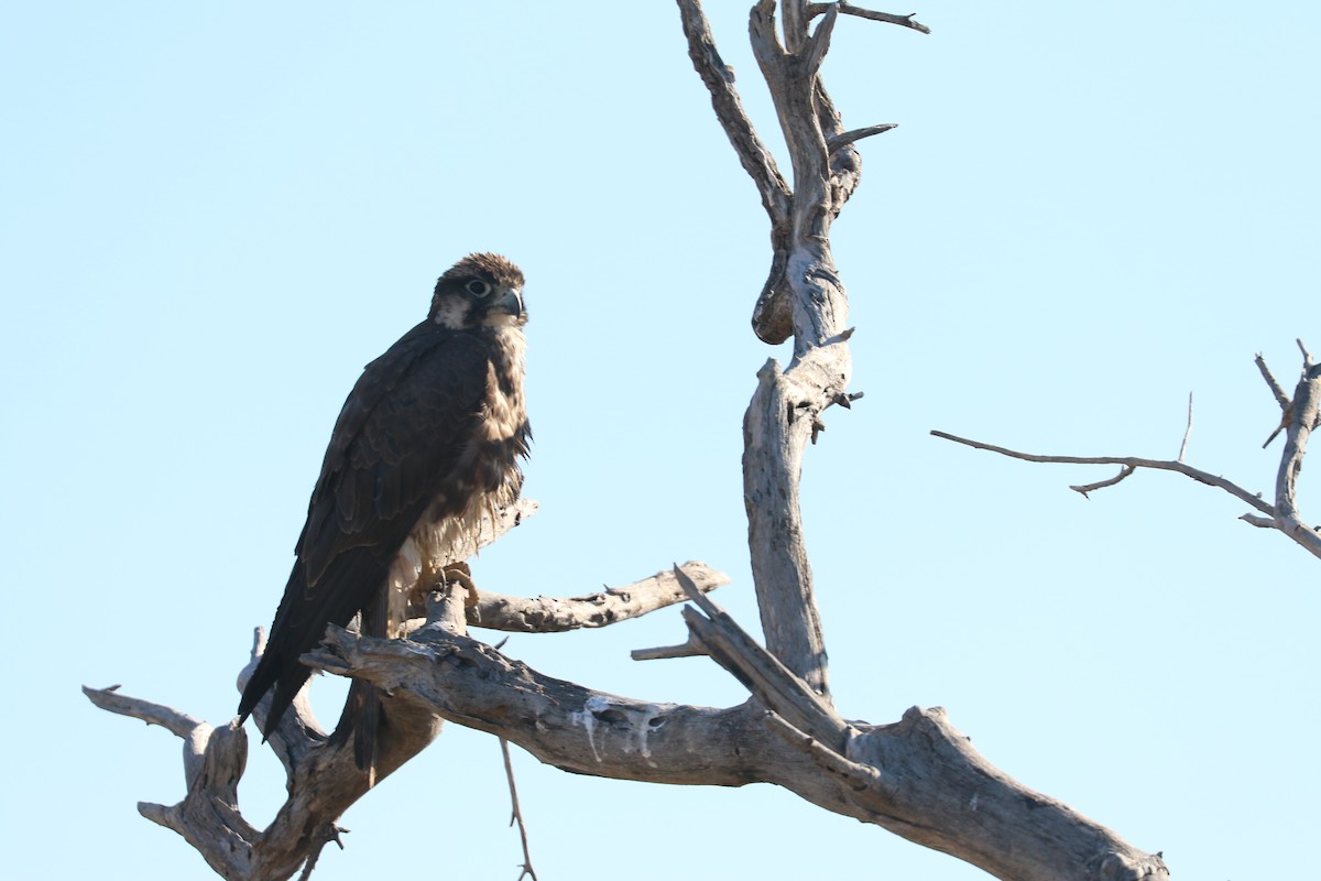 Ланер - ML646058139