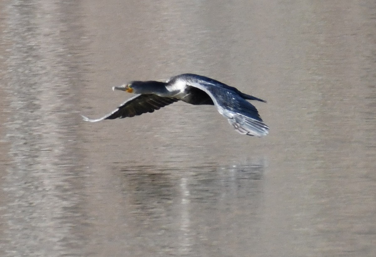 Double-crested Cormorant - ML646058142