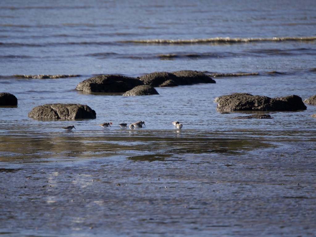 コシジロウズラシギ - ML646058145