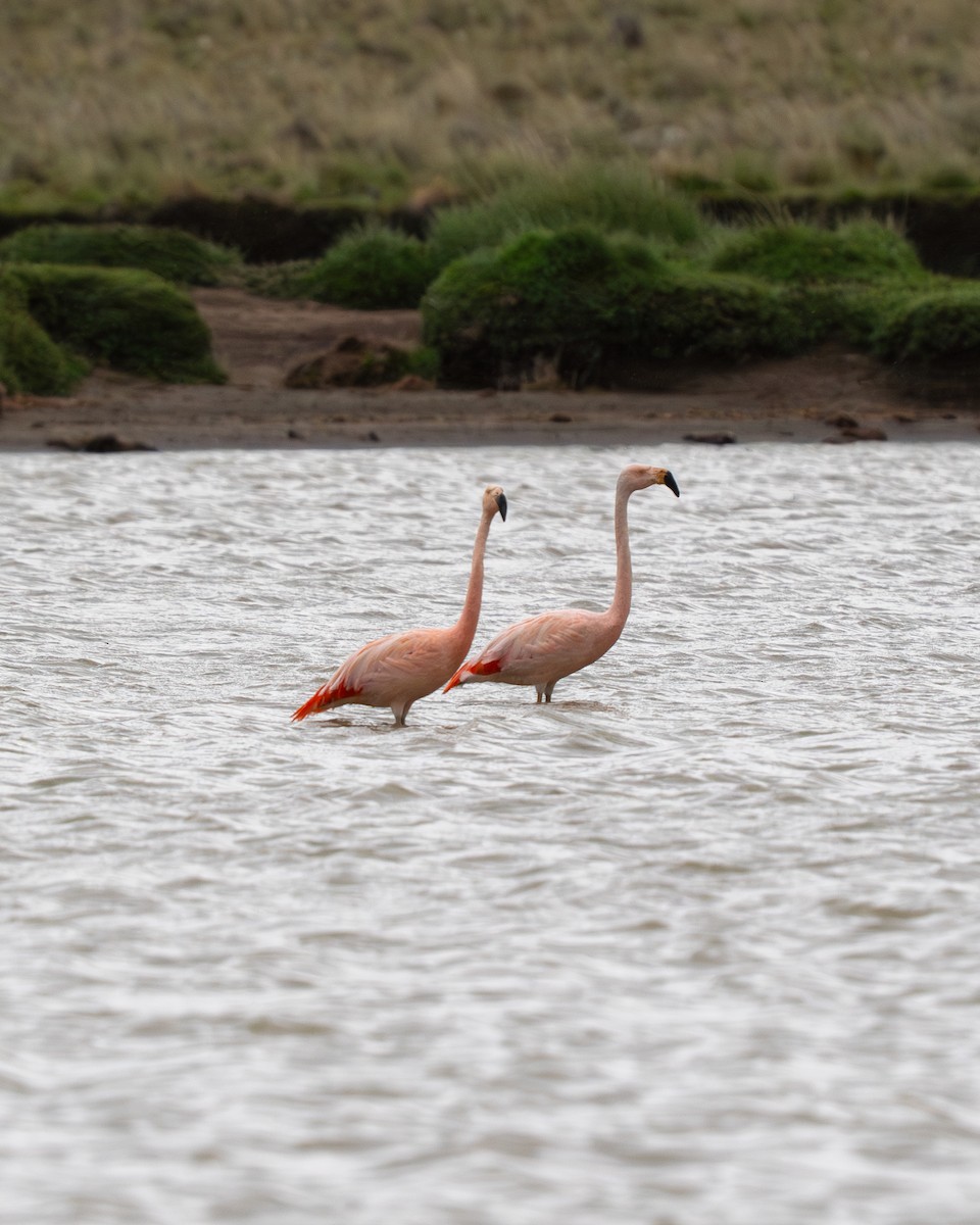 Chilean Flamingo - ML646058148