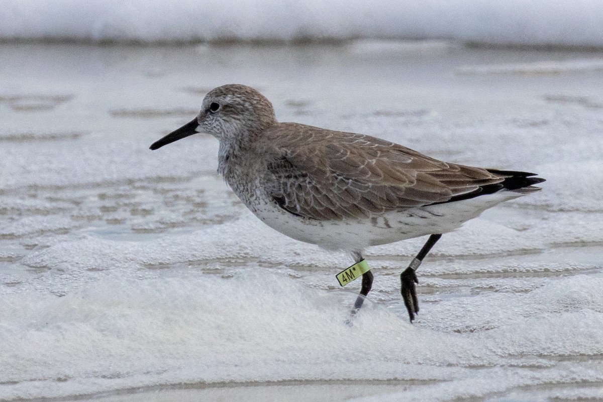 חופית להקנית - ML646058154