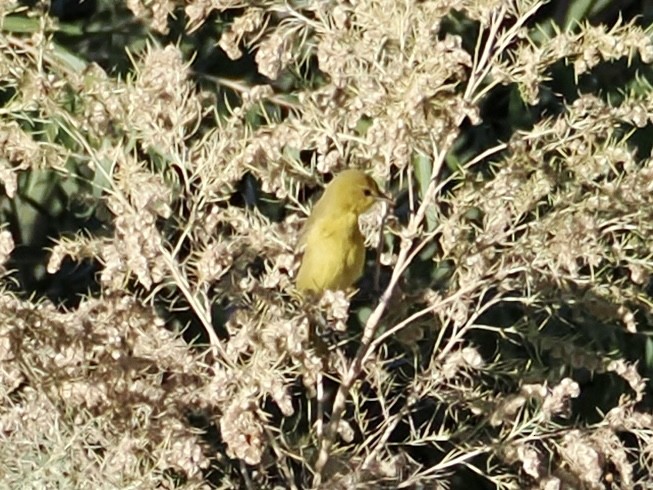 Orchard Oriole - ML646058159