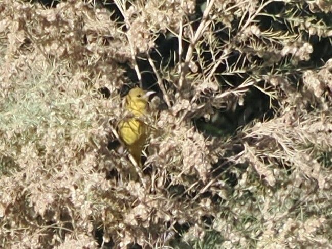 Orchard Oriole - ML646058160