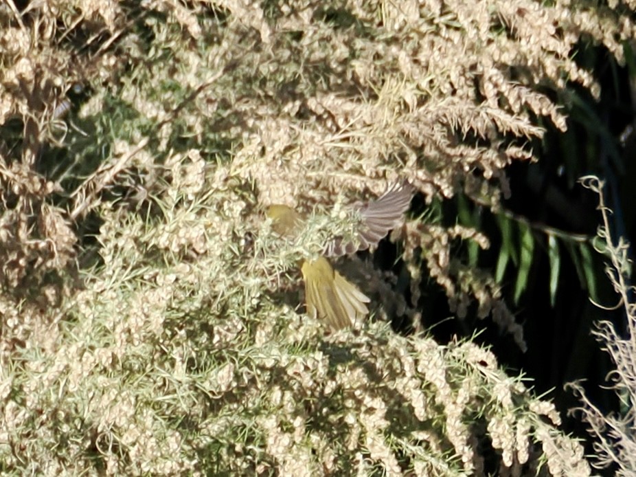 Orchard Oriole - ML646058161