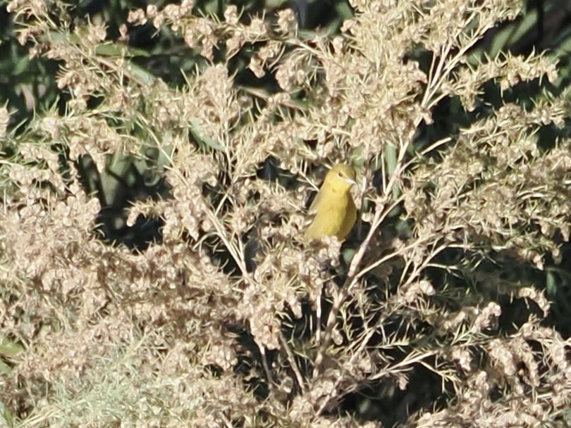 Orchard Oriole - ML646058162