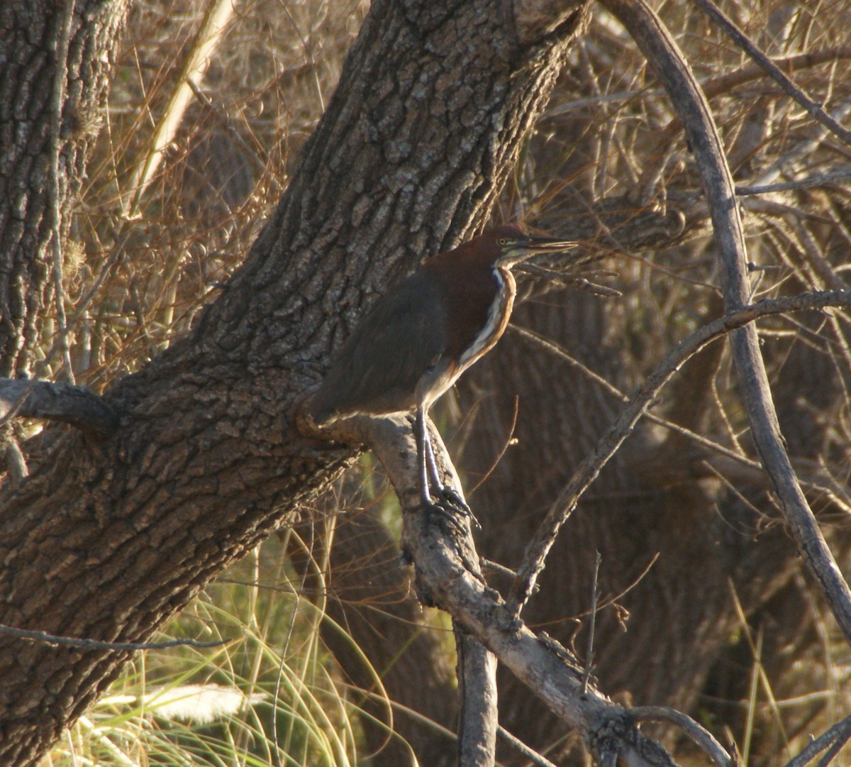 Rufescent Tiger-Heron - ML646058172