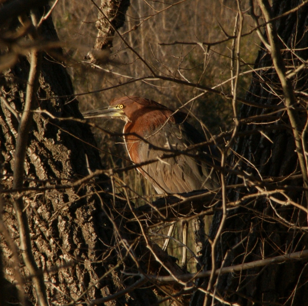 Rufescent Tiger-Heron - ML646058173