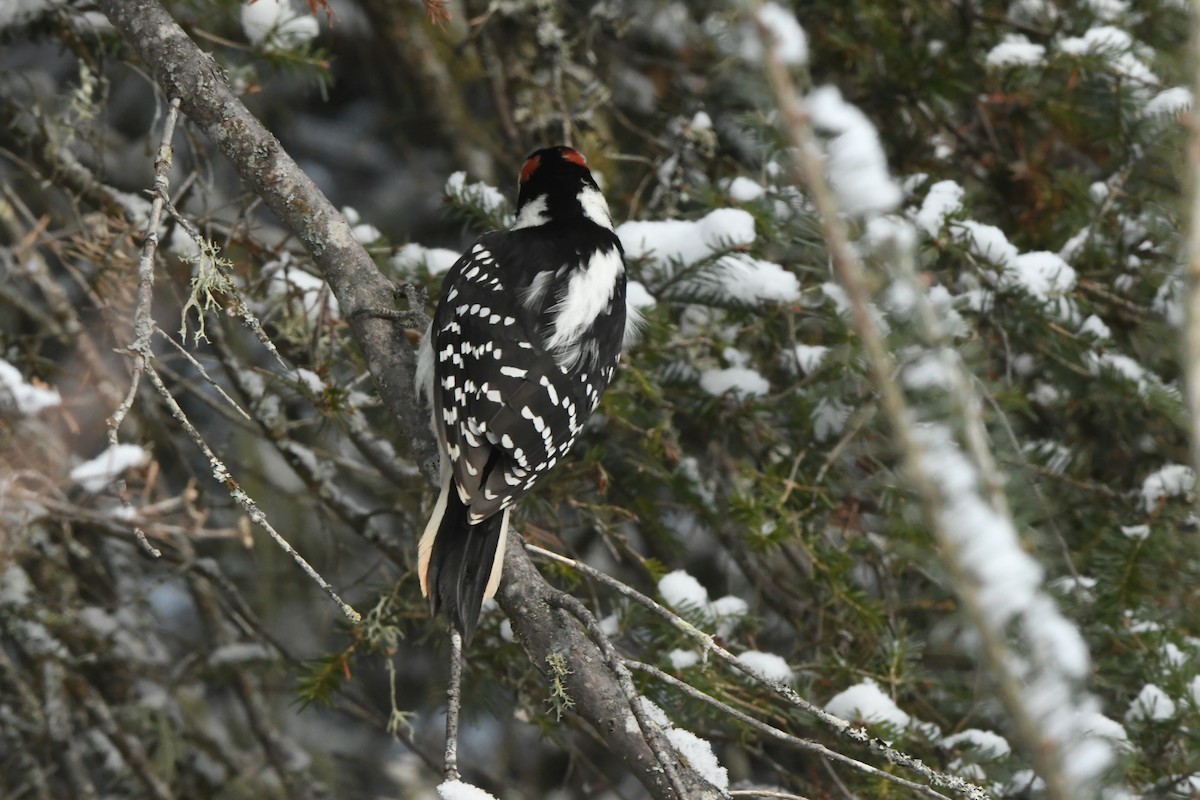 Hairy Woodpecker - ML646058184