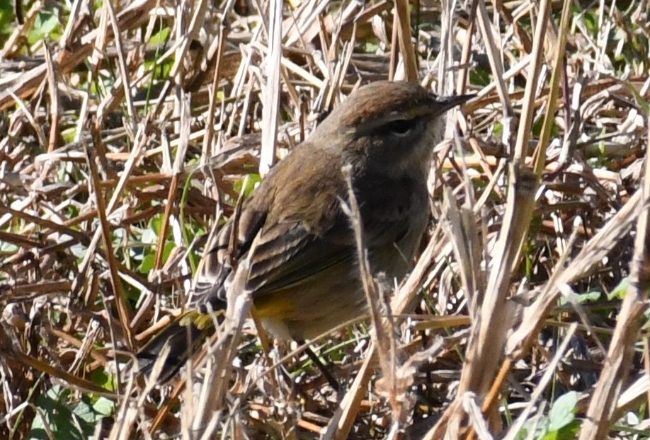 Palm Warbler (Western) - ML646058192