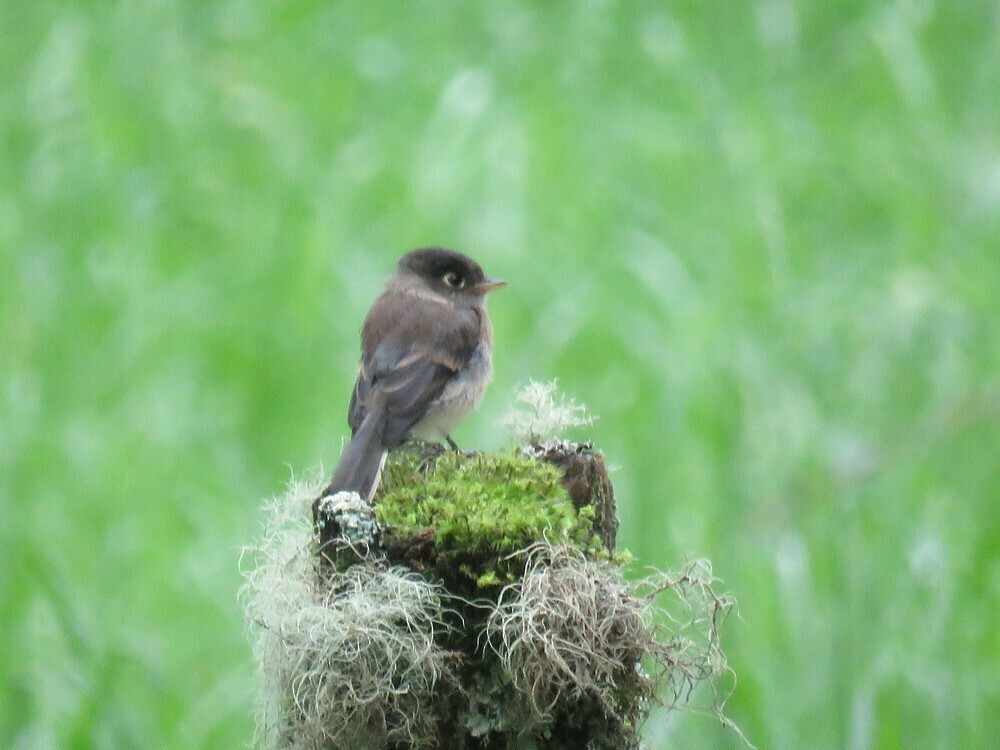 Black-capped Flycatcher - ML646058205