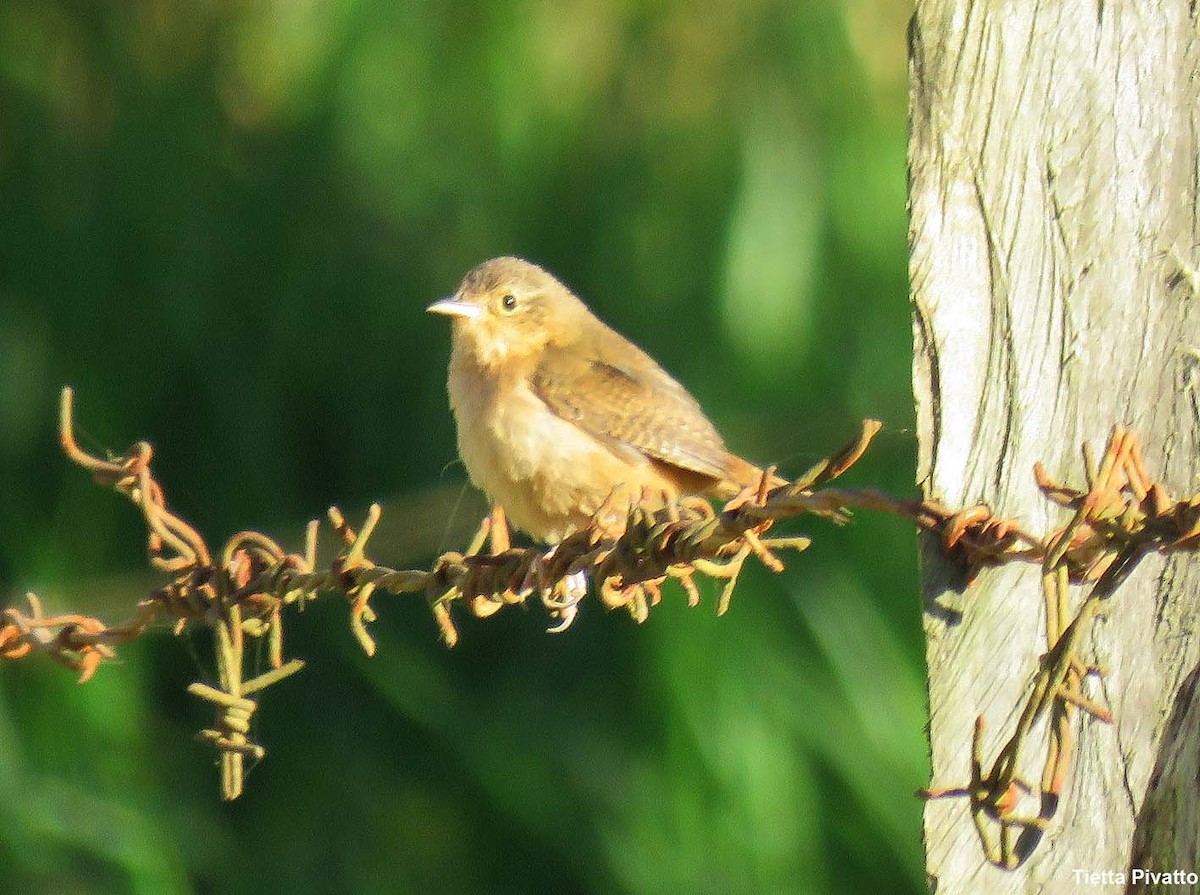 Southern House Wren - ML646058213