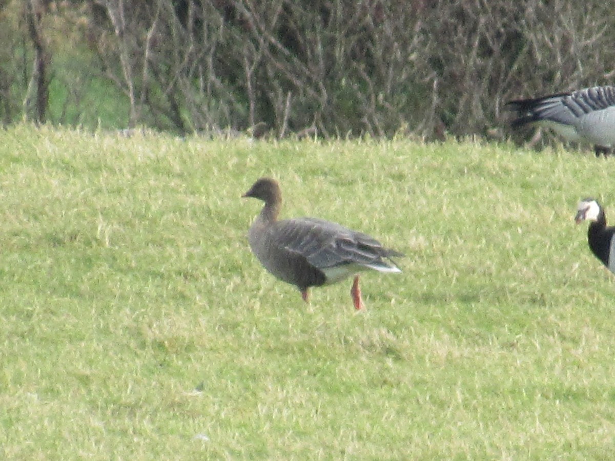 Pink-footed Goose - ML646058214