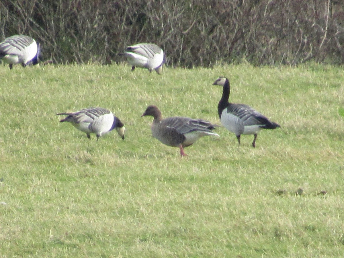 Pink-footed Goose - ML646058234
