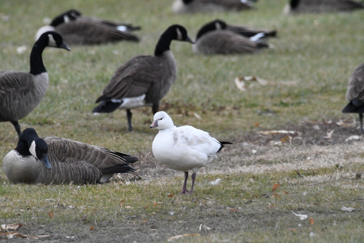 Ross's Goose - ML646058236