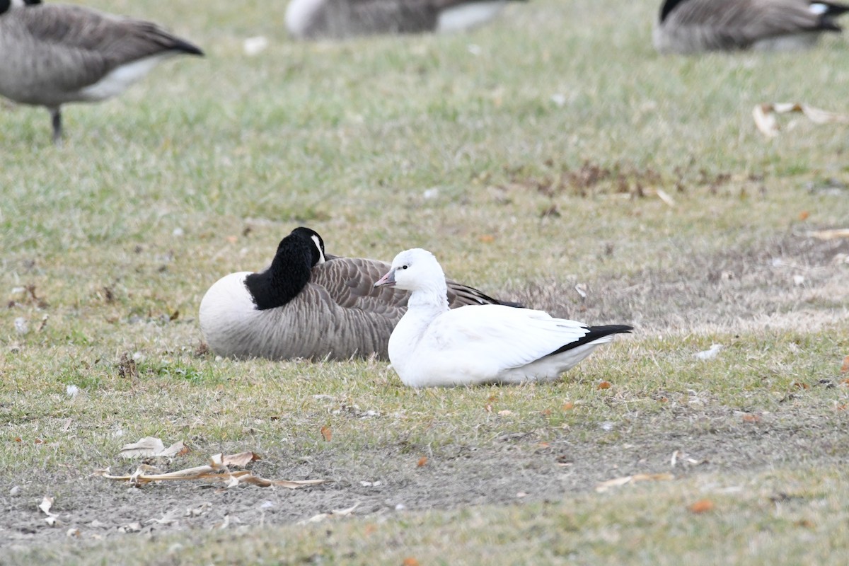 Ross's Goose - ML646058237