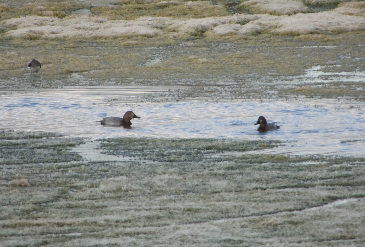 Common Pochard - ML646058238