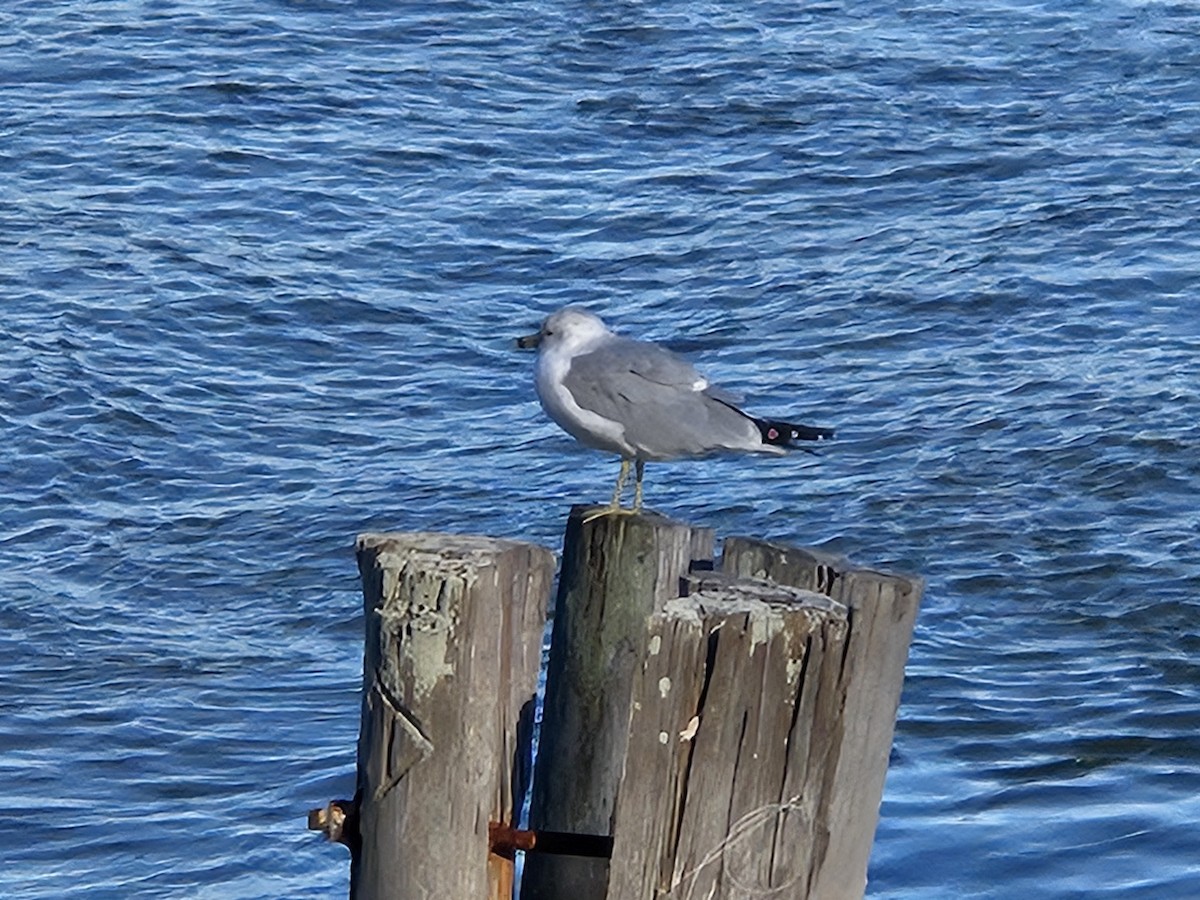 Ring-billed Gull - ML646058244