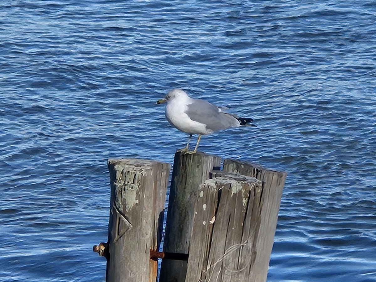 Ring-billed Gull - ML646058245