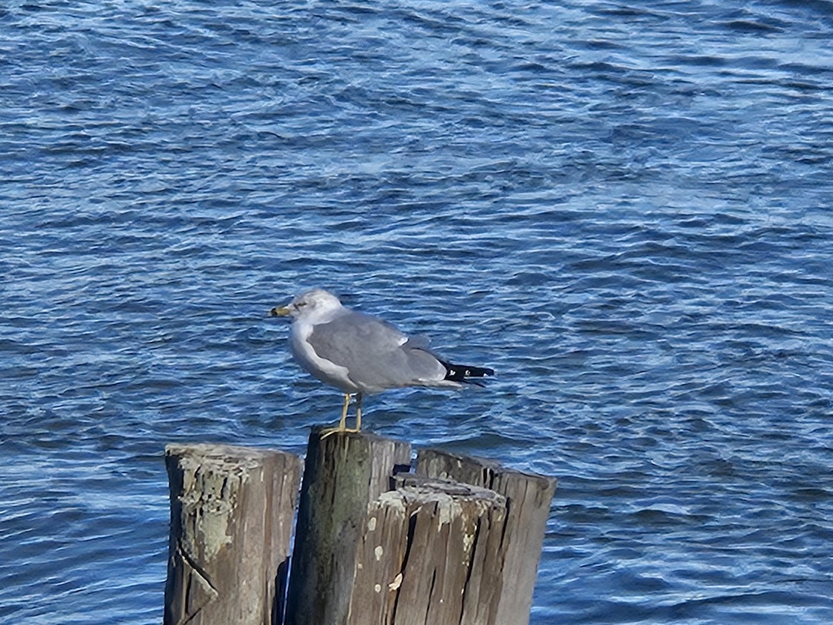 Ring-billed Gull - ML646058246